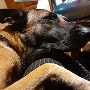 Sam participe au concours pour gagner de l'argent avec cette photo : dog, resting, paw, lap, indoor, glass_table, wooden_cabinet, relaxed, brown_dog, black_nose, close_up, household, furniture, casual, pet, sleepy, companion, domestic, comfort, casual_clothing
