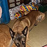 dog, indoor, holiday_decorations, wrapped_presents, floor, carpet, chair, furniture, living_room, decorations, brown_dog, alert_ears, resting, pet, canine, home, christmas, festive, relaxed, animal