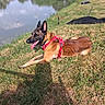 dog, grass, lake, water, outdoor, sunny, animal, canine, nature, relaxing, harness, tongue_out, summer, person, fishing_rod, shadow, leisure, park, resting, daytime