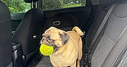 Quincy is registered to the contest to win money with this photo: pug, dog, tennis_ball, car_interior, backseat, window, rain_drops, black_seat, seatbelt, headrest, fur, pet, animal, canine, standing, mouth, outdoor_view, greenery, daylight, vehicle