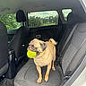 pug, dog, tennis_ball, car_interior, backseat, window, rain_drops, black_seat, seatbelt, headrest, fur, pet, animal, canine, standing, mouth, outdoor_view, greenery, daylight, vehicle