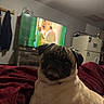 Quincy is registered to the contest to win money with this photo: pug, dog, pet, indoor, blanket, red_blanket, television, refrigerator, furniture, coat, room, wall, lighting, curious, animal, canine, domestic, household, living_room, portrait