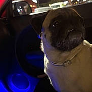 Quincy joined the competition — help win amazing prizes! dog, pug, car_interior, night, blue_light, dashboard, window, street_lights, urban, pet, collar, animal, close_up, portrait, indoor, vehicle, social_media_overlay, text_overlay, phone_screenshot, dark
