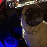 dog, pug, car_interior, night, blue_light, dashboard, window, street_lights, urban, pet, collar, animal, close_up, portrait, indoor, vehicle, social_media_overlay, text_overlay, phone_screenshot, dark