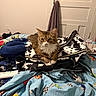 animal, bag, bed, blanket, cat, colorful, comfort, door, feline, fur, home, indoor, lotion, patterned, pet, pillow, relaxed, resting, soft, towel