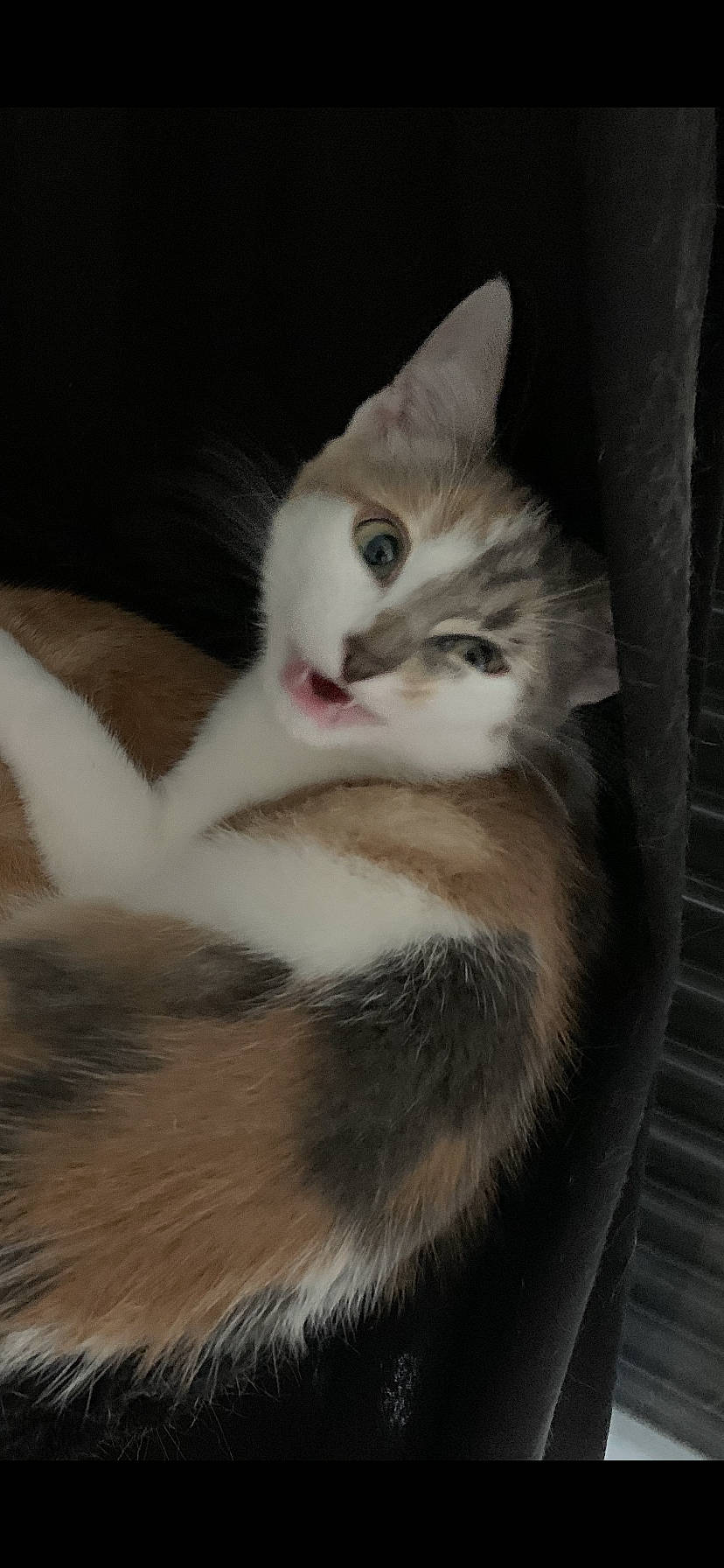 Swan a rejoint le concours — aidez-le/la à gagner de superbes lots ! box, carnivore, cat, claw, comfort, domestic_short_haired_cat, ear, fawn, felidae, fur, hardwood, paw, small_to_medium_sized_cats, snout, tail, whiskers, wood