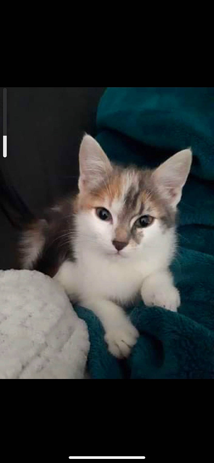 Swan participe au concours pour gagner de l'argent avec cette photo : art, carnivore, cat, domestic_short_haired_cat, felidae, fur, iris, paw, photo_caption, sitting, small_to_medium_sized_cats, snout, tail, whiskers, window