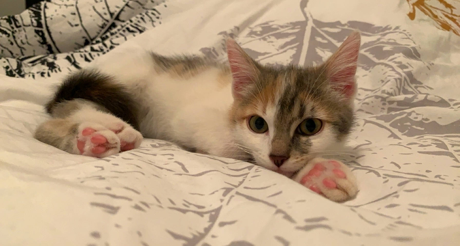 Swan participe au concours pour gagner de l'argent avec cette photo : bedding, carnivore, cat, claw, comfort, domestic_short_haired_cat, eye, eyelash, fawn, felidae, fur, linens, paw, small_to_medium_sized_cats, snout, tail, terrestrial_animal, whiskers, wildlife, window