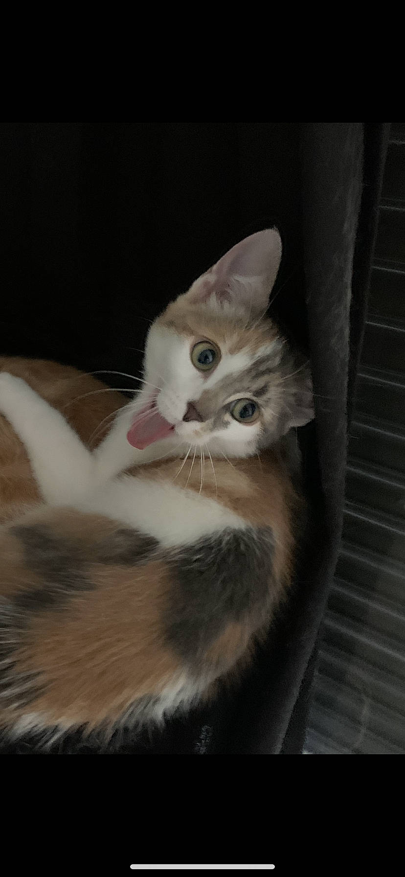 Swan a rejoint le concours — aidez-le/la à gagner de superbes lots ! box, carnivore, cat, cat_supply, claw, domestic_short_haired_cat, ear, fawn, felidae, fur, paw, small_to_medium_sized_cats, snout, tail, whiskers