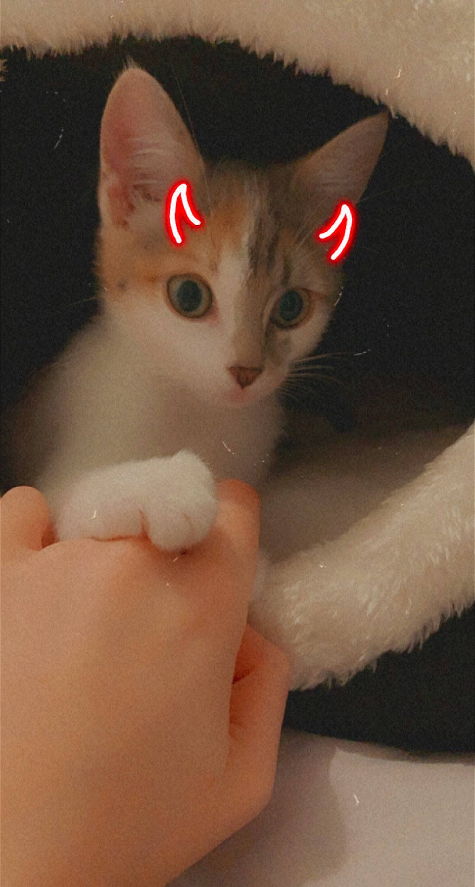 Swan a rejoint le concours — aidez-le/la à gagner de superbes lots ! carnivore, cat, chest, domestic_short_haired_cat, ear, eye, eyebrow, eyelash, fawn, felidae, gesture, head, human_body, nose, paw, small_to_medium_sized_cats, snout, tail, trunk, whiskers