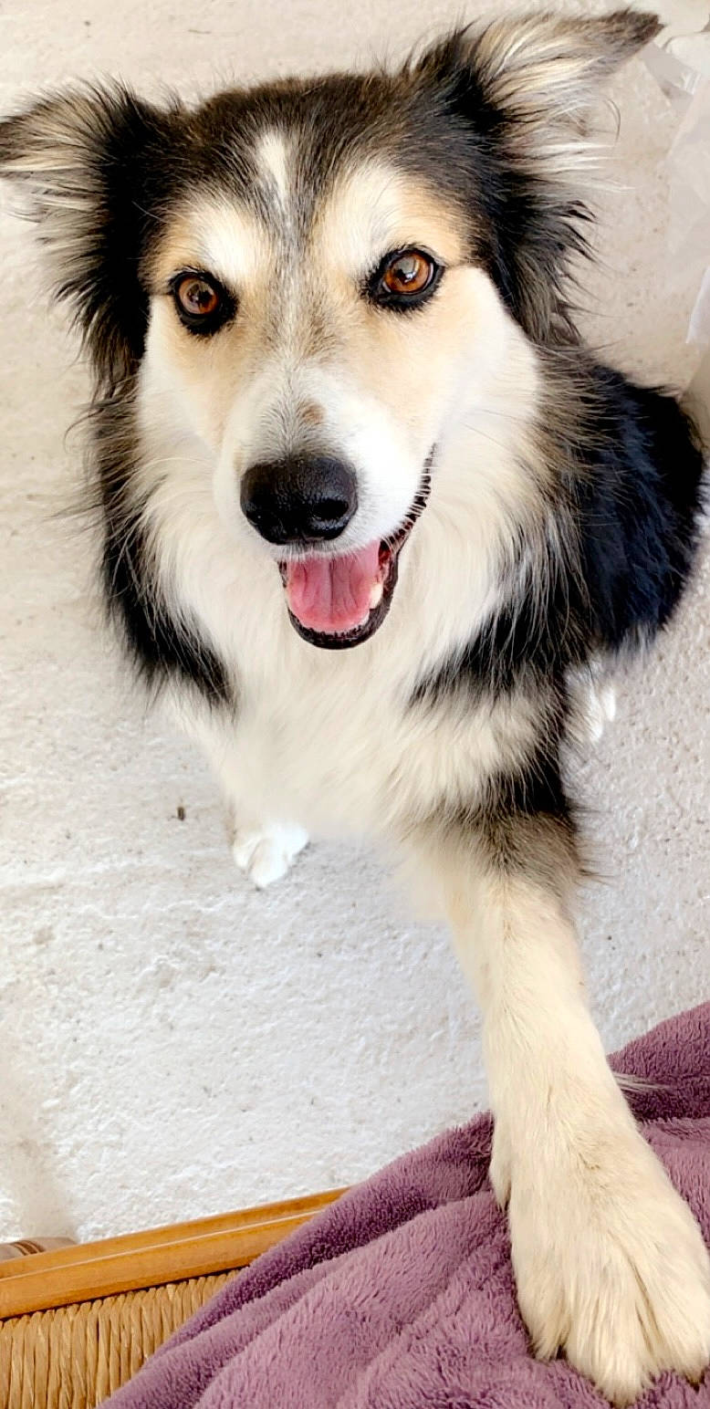 Gwenn participe au concours pour gagner de l'argent avec cette photo : ancient_dog_breeds, canidae, carnivore, companion_dog, dog, dog_breed, eye, fur, iris, jaw, photograph, photography, sled_dog, snout, sporting_group, terrestrial_animal, whiskers, working_dog