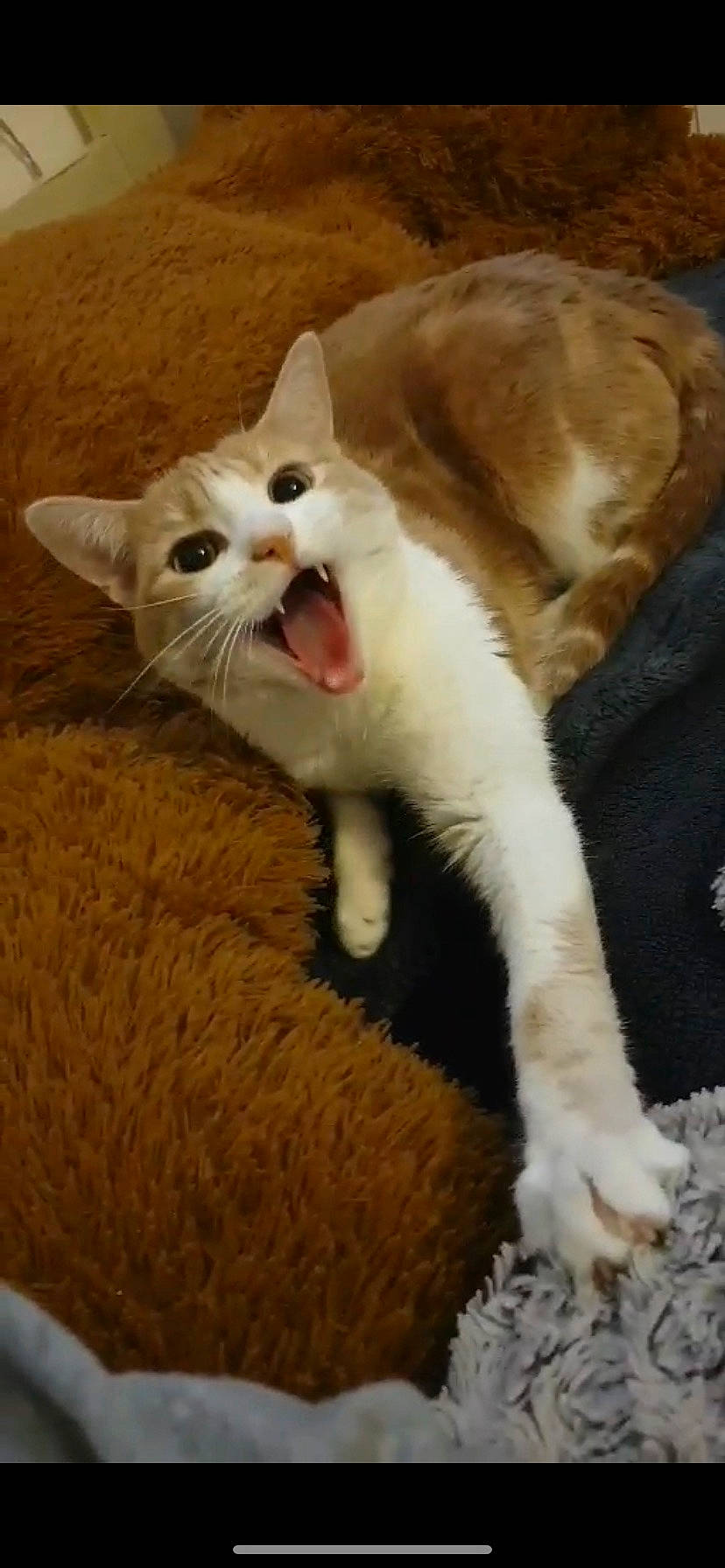 Nala participe au concours pour gagner de l'argent avec cette photo : carnivore, cat, claw, comfort, domestic_short_haired_cat, fang, fawn, felidae, fur, paw, photo_caption, small_to_medium_sized_cats, snout, tail, terrestrial_animal, whiskers