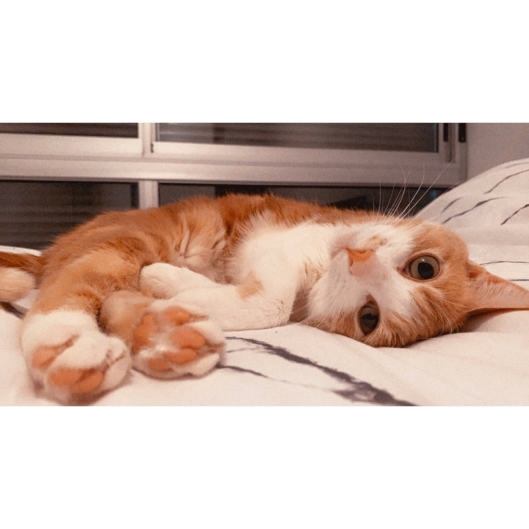 Nala participe au concours pour gagner de l'argent avec cette photo : bed, bedding, carnivore, cat, cloud, comfort, companion_dog, dog_breed, fawn, felidae, foot, fur, gesture, happy, linens, paw, small_to_medium_sized_cats, snout, whiskers, wood