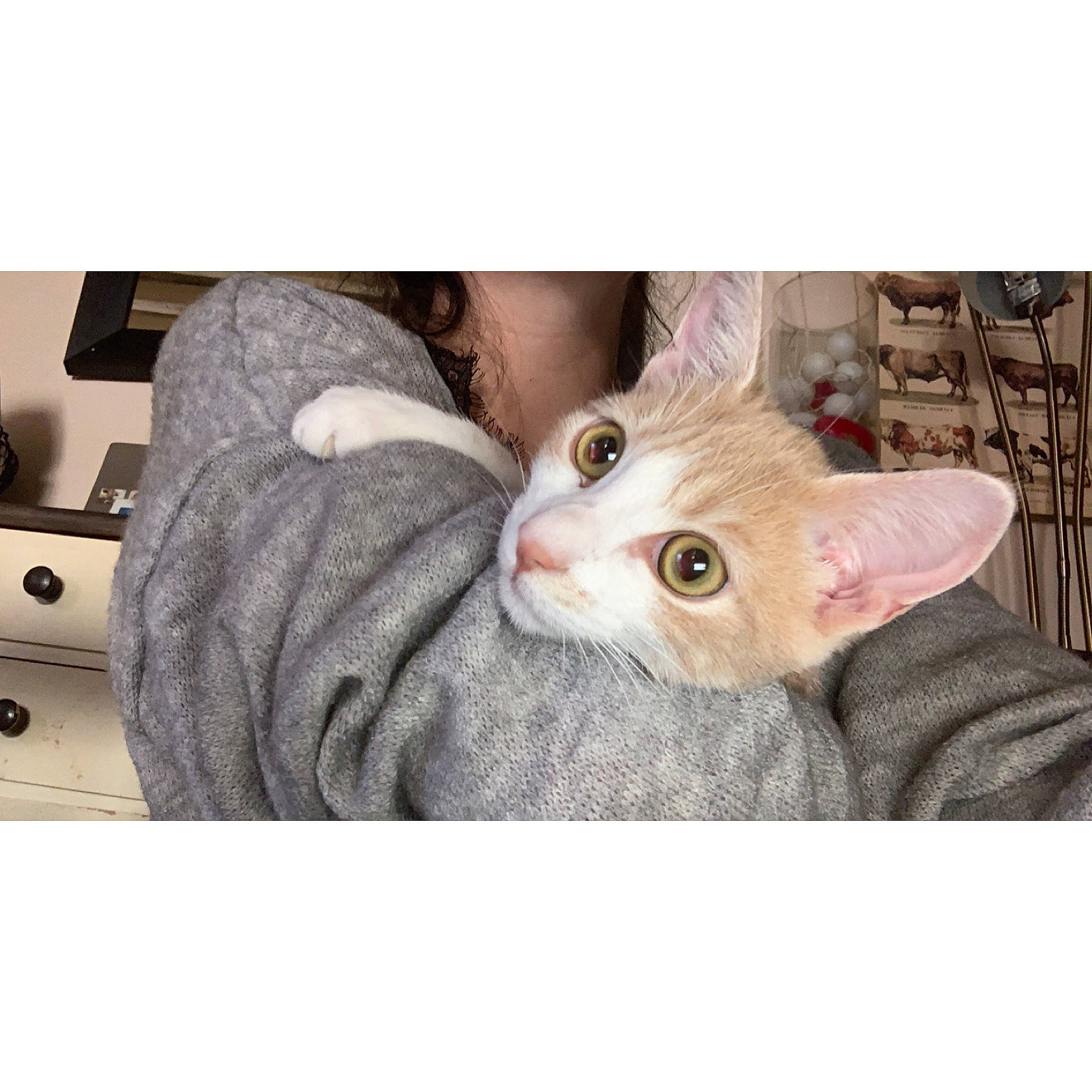 Nala participe au concours pour gagner de l'argent avec cette photo : carnivore, cat, chair, comfort, devon_rex, domestic_short_haired_cat, ear, fawn, felidae, fur, gesture, nail, paw, plant, selfie, small_to_medium_sized_cats, snout, tail, whiskers, wood