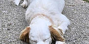 Akamaru participe au concours pour gagner de l'argent avec cette photo : dog, sleeping, white_fur, brown_ears, outdoor, concrete, grass, nap, pet, animal, quiet, resting, fur, canine, cute, calm, nature, daytime, closeup, peaceful