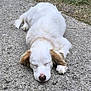 dog, sleeping, white_fur, brown_ears, outdoor, concrete, grass, nap, pet, animal, quiet, resting, fur, canine, cute, calm, nature, daytime, closeup, peaceful
