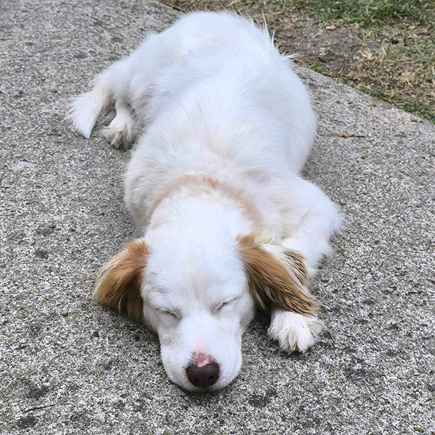 Akamaru participe au concours pour gagner de l'argent avec cette photo : animal, brown_ears, canine, concrete, daylight, dog, ears, fur, grass, nap, nose, outdoor, paw, peaceful, pet, quiet, relaxed, rest, sleeping, white_fur