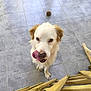 dog, white_dog, tongue_out, licking, playful, pet, animal, brown_ears, floor_tiles, wooden_structure, toy, indoor, cute, friendly, canine, looking_up, close_up, fur, mammal, domestic_animal