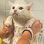 cat, white_cat, bath, wet_fur, bubbles, hands, tiles, indoor, pet, animal, fur, ears, whiskers, wide_eyes, pink_nose, holding, human_hands, bracelet, expression, close_up