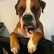 Ulysse participe au concours pour gagner de l'argent avec cette photo : dog, boxer, pet, indoor, chair, brown, white, paws, face, expression, leisure, furniture, collar, animal, canine, looking, resting, mammal, domestic_animal, portrait