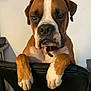dog, boxer, pet, indoor, chair, brown, white, paws, face, expression, leisure, furniture, collar, animal, canine, looking, resting, mammal, domestic_animal, portrait