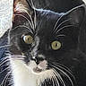 cat, tuxedo_cat, black_and_white, whiskers, close_up, pet, animal, feline, yellow_eyes, curious, portrait, indoor, fur, face, cute, looking, mammal, domestic_cat, soft_light, texture
