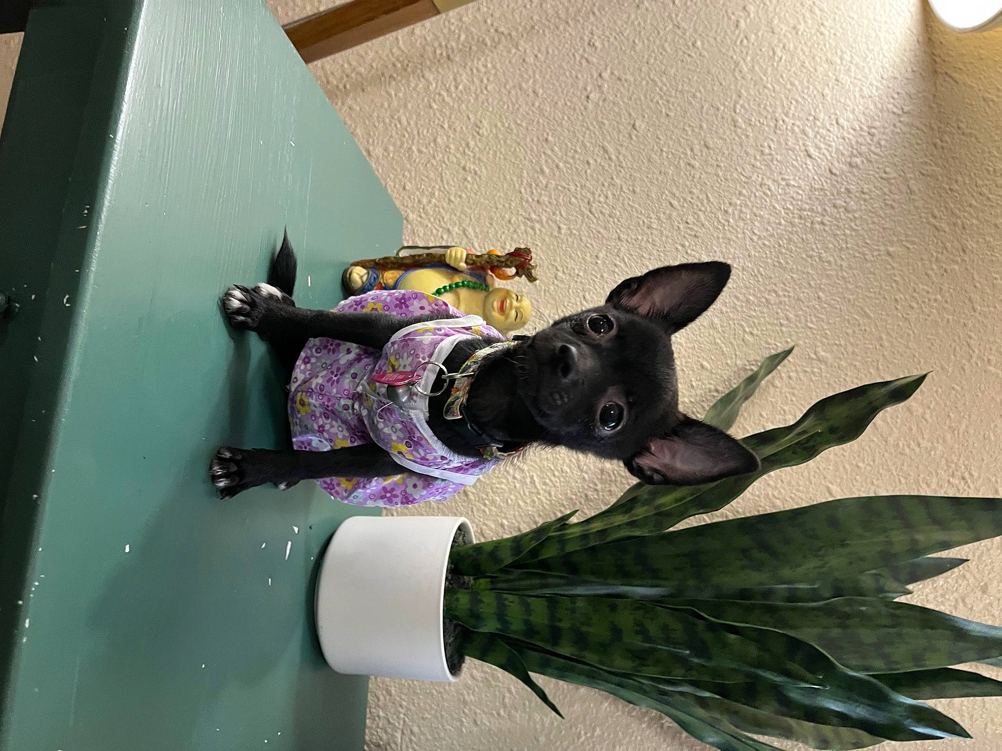 Tiny joined the competition — help win amazing prizes! canidae, companion_dog, dog, dog_breed, dress, felidae, flooring, magenta, plant, purple, room, sporting_group, tail, tree, visual_arts