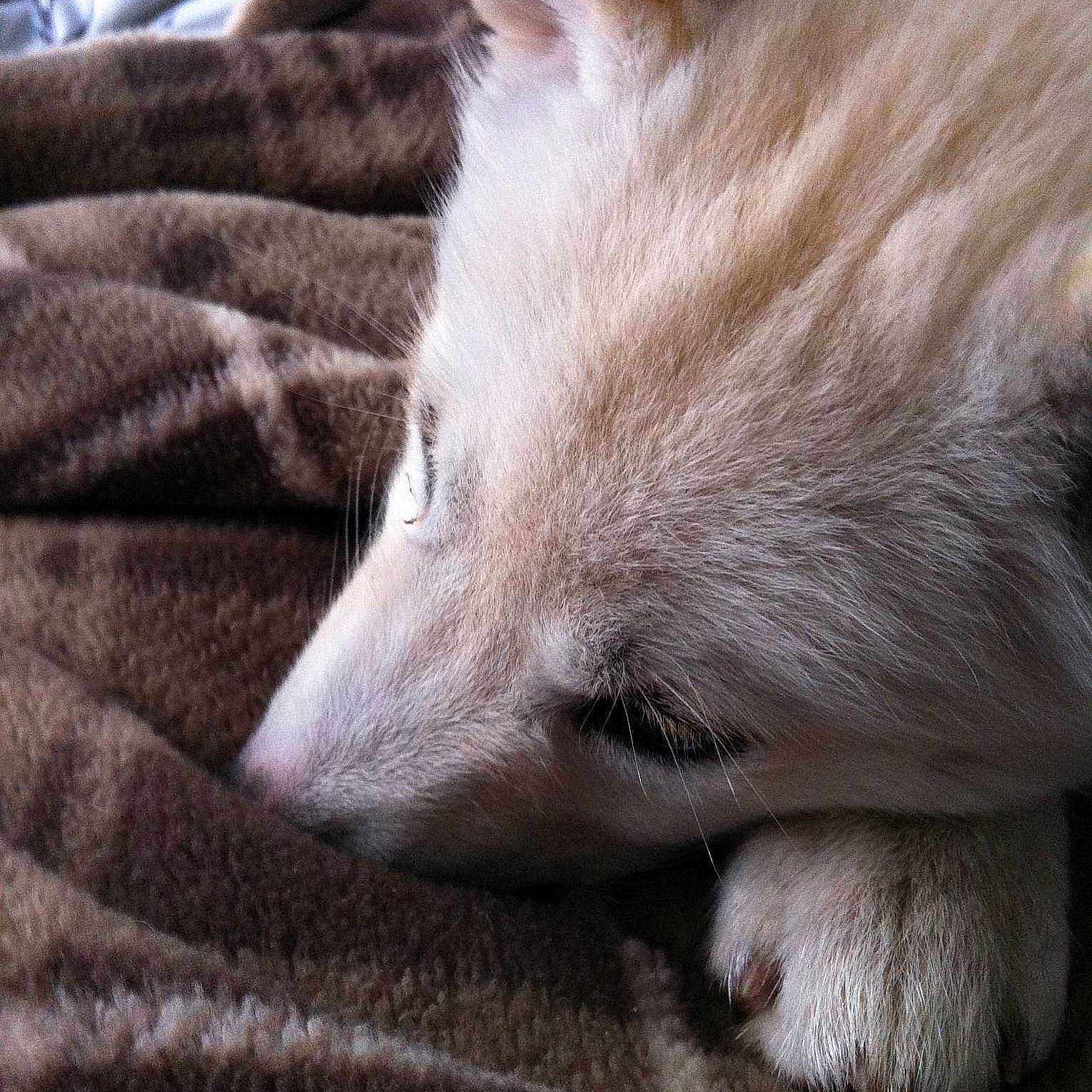 Fuu joined the competition — help win amazing prizes!