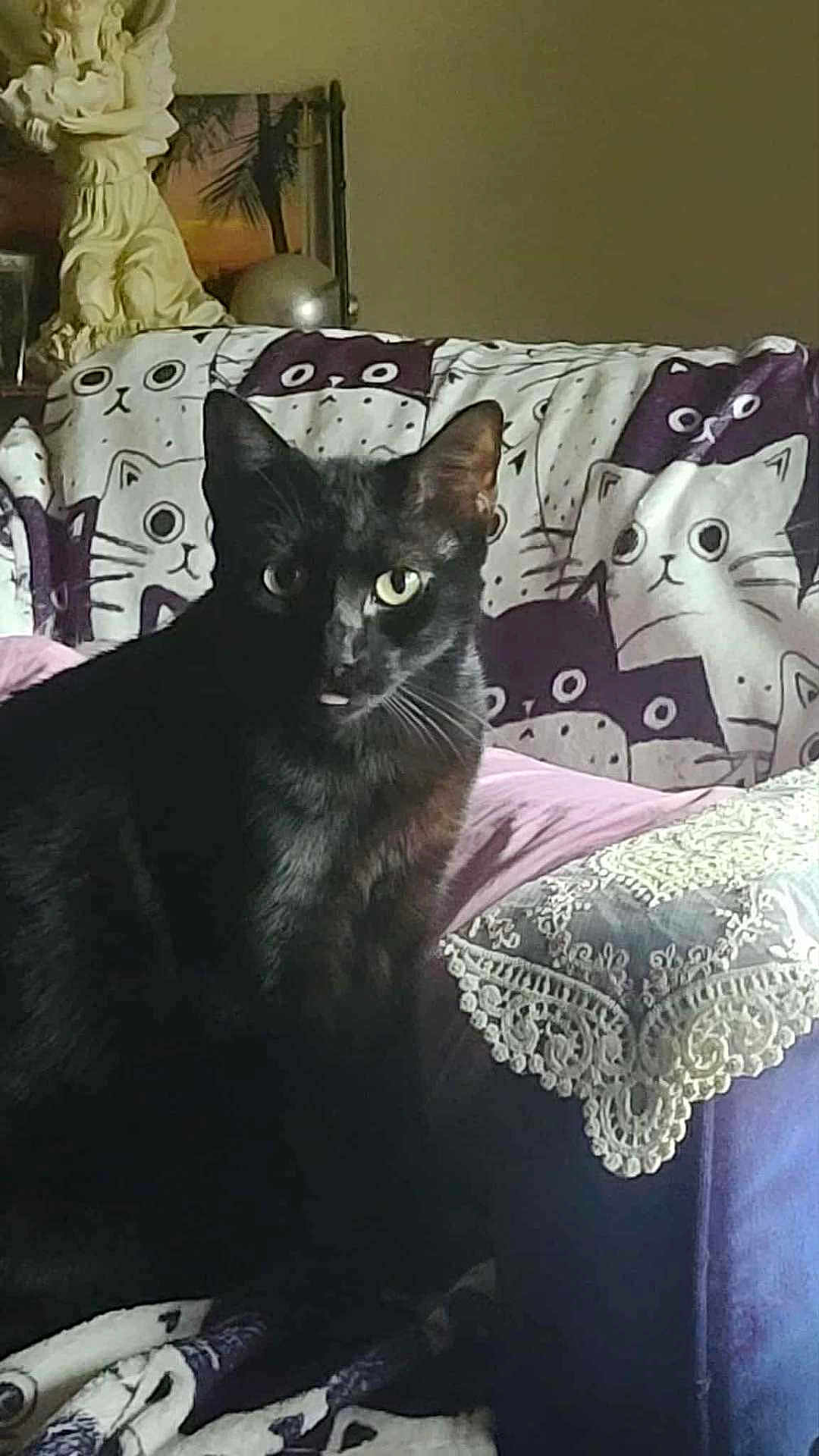 Spidey joined the competition — help win amazing prizes! cat, black_cat, pet, indoor, couch, blanket, pattern, decor, statue, home, furniture, curious, animal, tongue_out, cute, closeup, domestic_cat, whiskers, eyes, relaxing