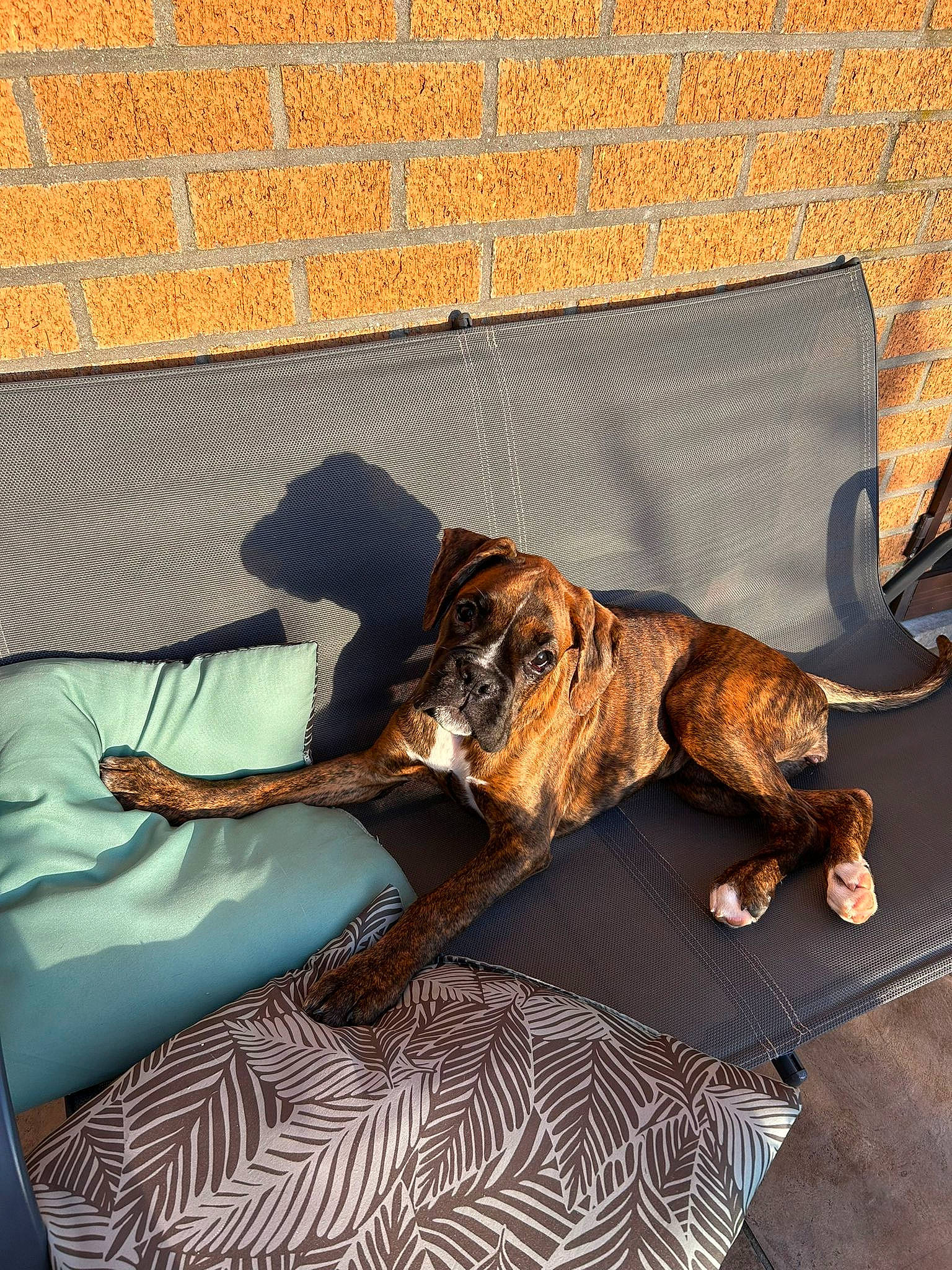 Bijoux participe au concours pour gagner de l'argent avec cette photo : canidae, carnivore, comfort, companion_dog, couch, dog, dog_breed, fawn, felidae, floor, flooring, fur, hardwood, linens, pattern, room, sporting_group, tail, tints_and_shades, working_animal