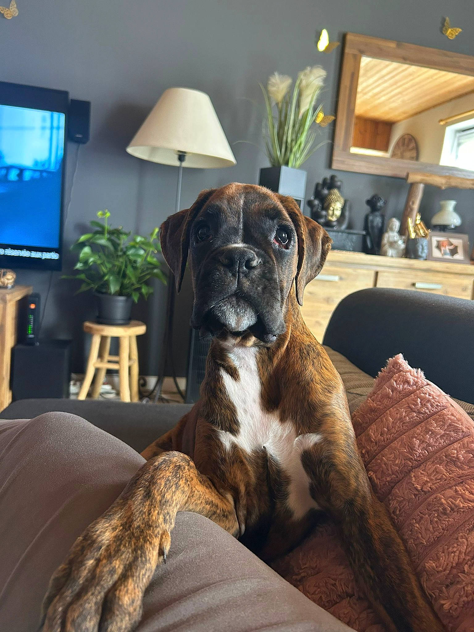 Bijoux a rejoint le concours — aidez-le/la à gagner de superbes lots ! boxer, carnivore, comfort, companion_dog, couch, dog, dog_breed, fawn, flooring, hardwood, house, houseplant, lamp, picture_frame, plant, snout, sporting_group, television, whiskers, window