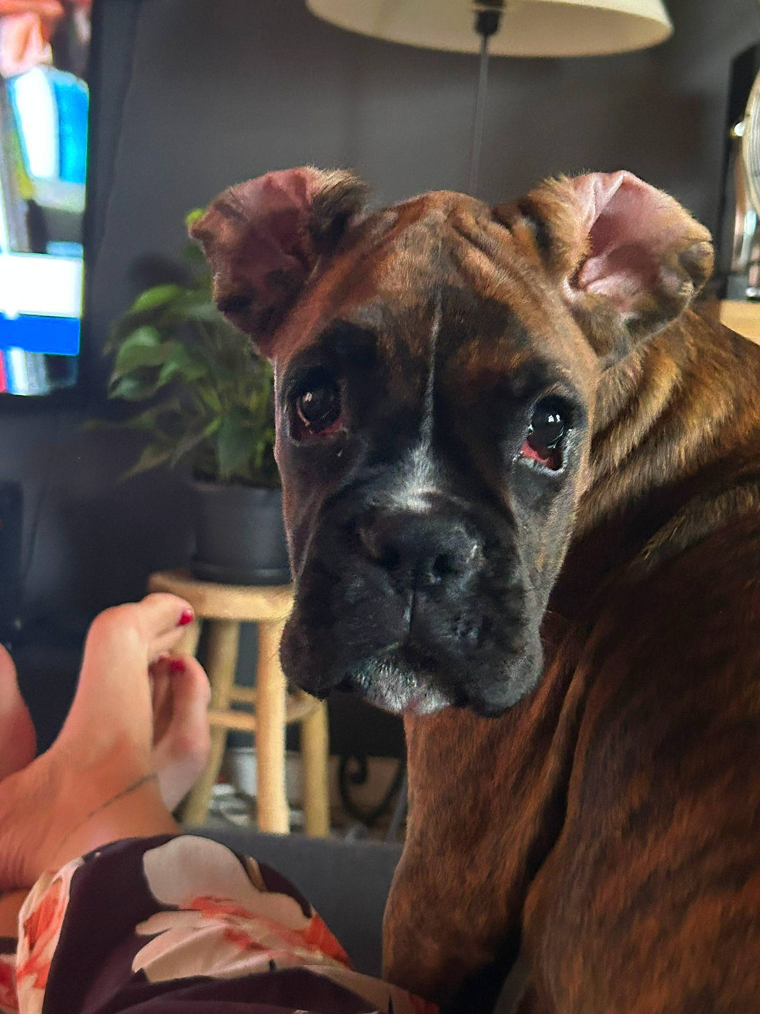 Bijoux a rejoint le concours — aidez-le/la à gagner de superbes lots ! boxer, canidae, carnivore, collar, companion_dog, dog, dog_breed, fawn, guard_dog, houseplant, liver, molosser, snout, sporting_group, television, umbrella, whiskers, working_animal, working_dog, wrinkle