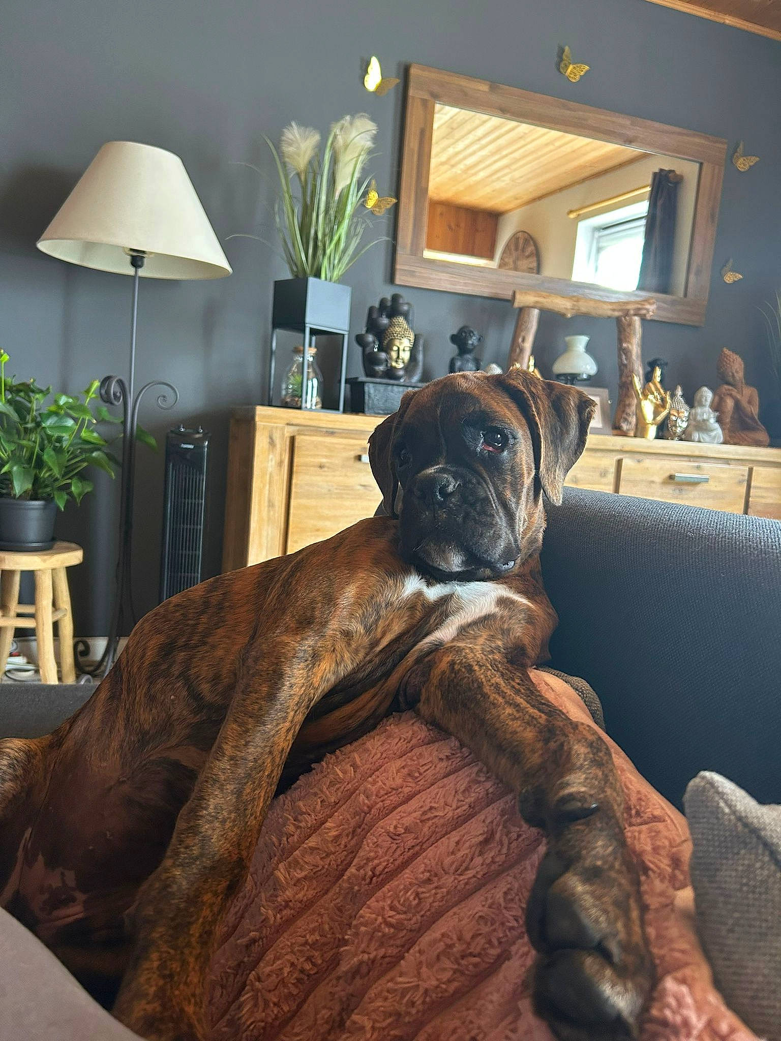 Bijoux participe au concours pour gagner de l'argent avec cette photo : building, carnivore, comfort, companion_dog, couch, dog, dog_breed, fawn, flowerpot, furniture, hardwood, house, houseplant, lamp, picture_frame, plant, table, window, wood, working_animal