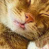 cat, ginger_cat, close_up, sleeping, tongue_out, whiskers, fur, pet, animal, cute, cozy, relaxed, face, nose, mouth, soft_lighting, domestic_cat, resting, indoor, adorable
