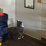 Dusty is registered to the contest to win money with this photo: cat, indoor, door, mirror, laundry_basket, stuffed_toy, carpet, wall, floor, gray_cat, white_paws, sitting, looking_up, reflection, room, door_handle, brick_wall, pet, furniture, quiet