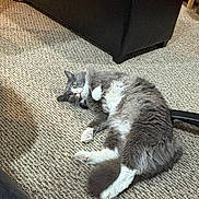 Dusty is registered to the contest to win money with this photo: cat, gray_cat, white_paws, carpet, indoor, furniture, ottoman, curious, lying_down, fluffy, pet, home, cozy, relaxed, floor, domestic_animal, whiskers, tail, wide_eyes, resting