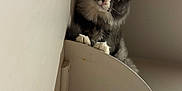 Dusty is registered to the contest to win money with this photo: cat, grey_cat, white_paws, shelf, wall, indoor, pet, curious, feline, fur, whiskers, ears, claws, shadow, looking, high_perch, domestic_animal, cute, animal, resting