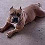 animal, brown_fur, calm, canine, companion, concrete_floor, dog, domestic, ears_cropped, looking_at_camera, lying_down, mammal, muscular, outdoor, paw, pet, quiet, resting, short_hair, snout