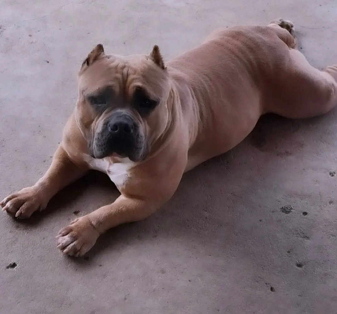 Irie joined the competition — help win amazing prizes! animal, brown_fur, calm, canine, companion, concrete_floor, dog, domestic, ears_cropped, looking_at_camera, lying_down, mammal, muscular, outdoor, paw, pet, quiet, resting, short_hair, snout
