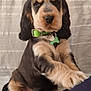 puppy, dog, pet, collar, green_collar, indoor, cute, fur, animal, portrait, young_dog, black_and_tan, floppy_ears, sitting, front_paws, close_up, adorable, companion, domestic_animal, looking