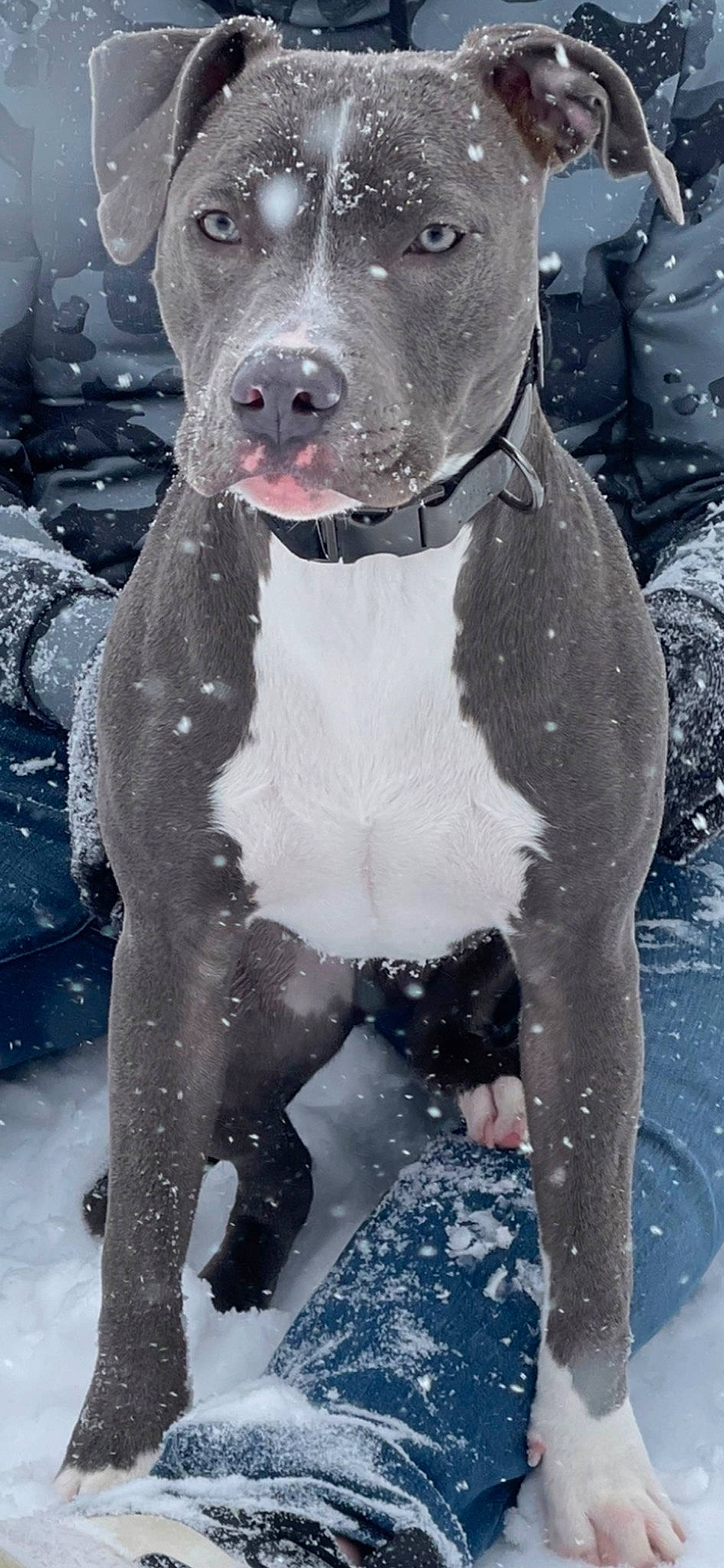 Goliath joined the competition — help win amazing prizes! beauty, black, carnivore, collar, companion_dog, dog, dog_breed, fawn, freezing, liquid, mammal, photograph, snapshot, snout, snow, sporting_group, water, whiskers, white, winter