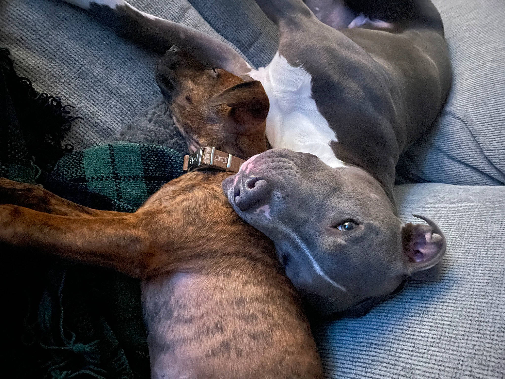 Goliath is registered to the contest to win money with this photo: canidae, carnivore, comfort, companion_dog, dog_breed, fawn, fur, grey, guard_dog, marine_mammal, nap, non_sporting_group, seal, snout, sporting_group, terrestrial_animal, weimaraner, whiskers, wildlife, working_animal