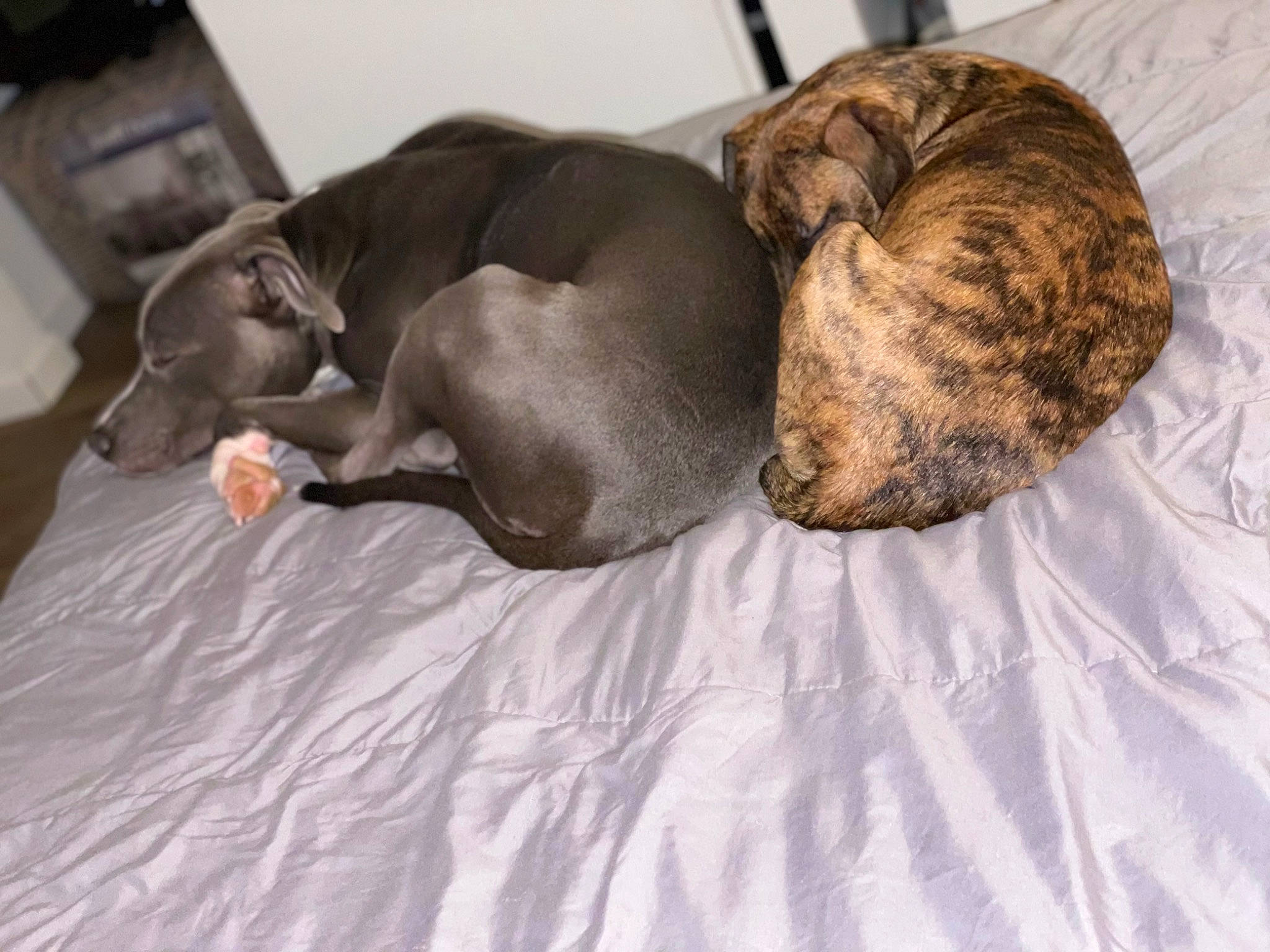 Goliath is registered to the contest to win money with this photo: brown, canidae, carnivore, comfort, companion_dog, dog, dog_breed, fawn, felidae, fur, grey, linens, liver, small_to_medium_sized_cats, snout, sporting_group, tail, terrestrial_animal, whiskers, working_animal