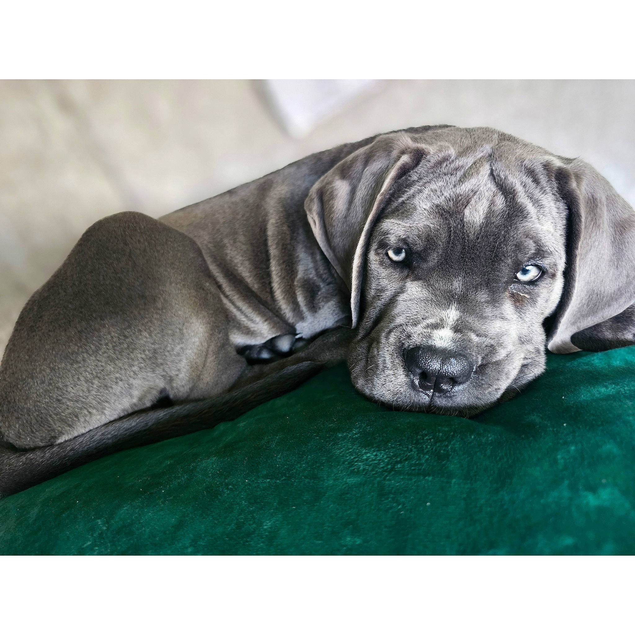 Enzo joined the competition — help win amazing prizes! canidae, carnivore, companion_dog, dog, dog_breed, fawn, fur, great_dane, grey, liver, metal, non_sporting_group, puppy, snout, sporting_group, terrestrial_animal, whiskers, working_animal, working_dog, wrinkle