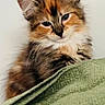 Farah is registered to the contest to win money with this photo: kitten, calico, cat, cute, fluffy, pet, animal, feline, domestic, fur, whiskers, ears, face, green_blanket, indoor, portrait, young, sleepy, soft, closeup