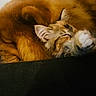 Farah joined the competition — help win amazing prizes! dog, cat, sleeping, cozy, fur, pet, animal, resting, cute, companion, friendship, indoors, cuddling, relaxation, paw, brown, feline, canine, soft, napping