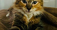 Farah joined the competition — help win amazing prizes! kitten, cat, feline, pet, animal, fluffy, brown, white, paws, whiskers, ears, indoor, blanket, closeup, portrait, young, cute, soft, fur, resting