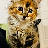 Farah is registered to the contest to win money with this photo: kitten, cat, pet, furry, cute, indoor, animal, whiskers, ears, eyes, fur, small, adorable, mammal, domestic, portrait, closeup, curious, sitting, young