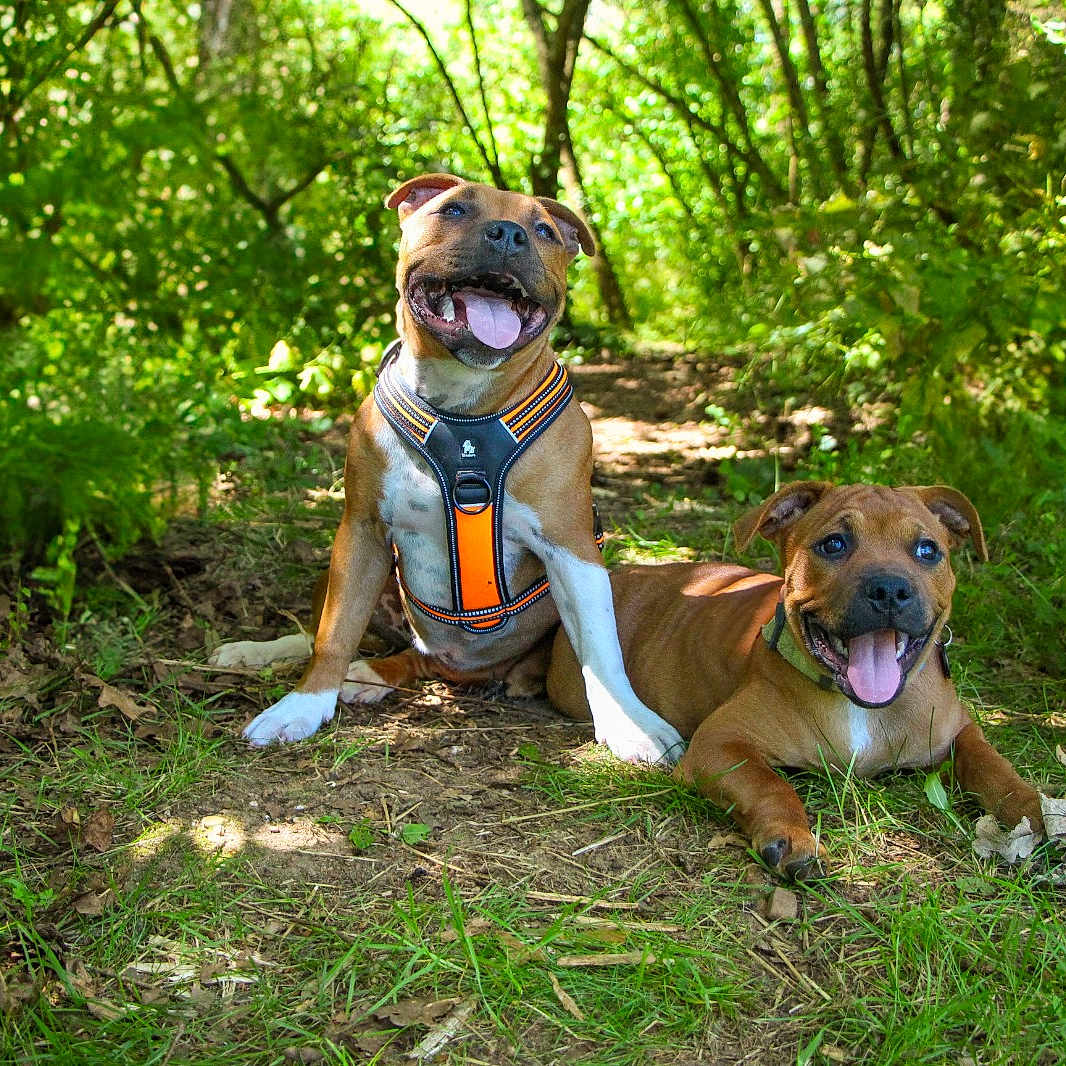 Altesse Et Amira participe au concours pour gagner de l'argent avec cette photo : animal, canine, companions, dog, forest, grass, greenery, happy, harness, leaves, nature, outdoor, pets, playful, relaxed, smiling, sunlight, sunny, tongue, trees