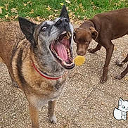 Chanel a rejoint le concours — aidez-le/la à gagner de superbes lots ! animal, black_and_brown_dog, brown_dog, canine, cartoon_fox, catching, collar, daytime, dog, dogs, funny_face, grass, mouth_open, nature, outdoor, pavement, pet, playful, treat, two_dogs